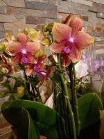 93baa22c-5d17-4188-96d6-b601e0f95f71