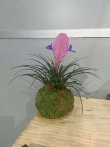 AKASHA SOUL | Creativa Barcelona